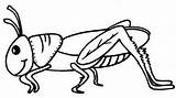 Grasshopper Outline Drawing Kids Line Coloring Pages Getdrawings Paintingvalley sketch template