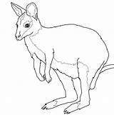 Pages Wallaby Coloriages Drukuj Kangaroo Onlinecoloringpages sketch template
