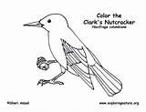 Nutcracker Coloring Clark Clarks sketch template