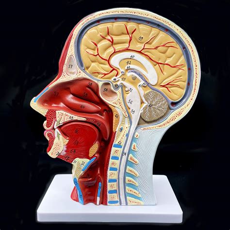 human head anatomy model