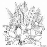 Plumeria Hummingbird Flower Palm Leaf Drawing Coloring Tropical Colibri Getdrawings Exotic Flowers Getcolorings sketch template