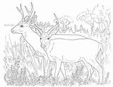 Coloring Deer Pages Tailed Print Kids Popular sketch template