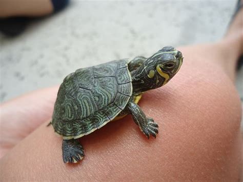 cute turtle buscar  google turtle pinterest turtle sweet