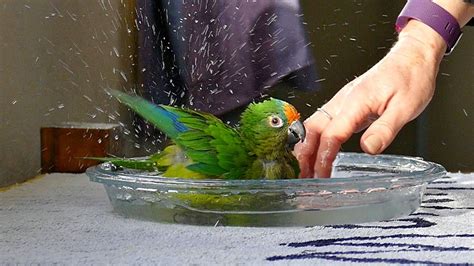 slow motion parrots bathing hd youtube