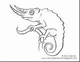Chameleon Drawing Draw Cameleon Coloring Getdrawings sketch template