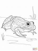 Frog Coloring Pages Leopard Printable Drawing Realistic Frogs Dart Nothern Poison Amphibian Salamander Getcolorings Color Getdrawings Dot Pleasurable Spotted Simple sketch template