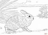Rabbit Coloring Pages Brer Marsh Jack Rabbits Color Adults Drawing Velveteen Printable Pretentious Idea Getdrawings Getcolorings Colorings Animal Incredible Skip sketch template