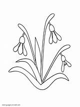 Coloring Snowdrop Spring Pages Colouring Sheets Flowers First Printable Seasons 95kb sketch template
