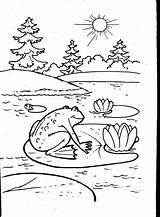 Coloring Pages Frog Color Children Toad Activity Preschoolers Colouring Fun Printable Frogs Preschool Getcolorings Print sketch template