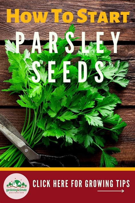 master  art  growing parsley  seed growing parsley easy