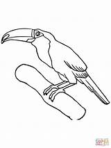 Toucan Branch Coloring Online Color sketch template