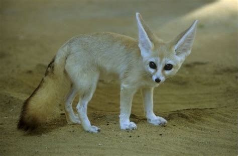 the fennec fox very cute 25 photos