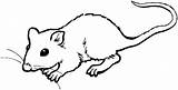Rat Coloring Gerbil Clipart Pages Drawing Mouse Clipartmag Templeton Web Charlottes Template sketch template
