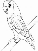Coloring Pages Parakeet Parrot Printable Birds Kids Animals Parrots Color Print Budgie African Colouring Oiseaux Kb Library Popular Choose Board sketch template