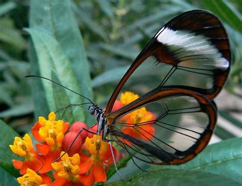 gewoon een verzameling hilarische foto s 897 vk magazine vlinders