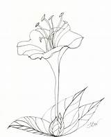 Drawing Flower Pen Ink Dead Flowers Roses Getdrawings Quill Vector Tree Watercolor Ribbons sketch template