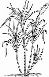 Sugarcane Worksheet Coloring Plant Clip Drawing Kindergarten Line Guide sketch template