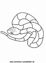 Schlange Schlangen Ausmalbilder Ausdrucken Malvorlagen sketch template