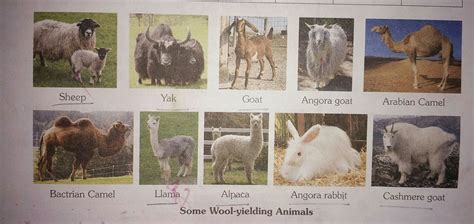show  wool giving animals    pictures brainlyin