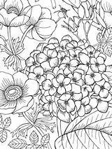 Coloring Flower Pages Para Colorir Vk Desenhos Adult Flores Mandala Books Colouring Blank Nature Drawings Printable Line Terapia Cor Da sketch template