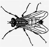 Flies Insect Getdrawings Personal Turd Moscas Boeing Sagoma Mosquito Firefly Quantos Existem Planeta Insetos Bici Nicepng Webstockreview Pngfind Clipartmax Freesvg sketch template