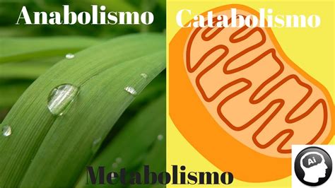 metabolismo anabolismo catabolismo youtube