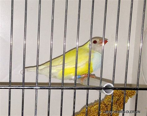 delmar gouldian finches lutino and albinistic gouldains