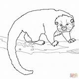 Binturong Coloring Bearcat Pages Drawing Printable Drawings Categories 32kb 1200px 1200 sketch template