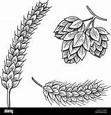 Hops Barley Beer Wheat Malt Vector Illustration Engraved Oktoberfest Ink Alamy sketch template