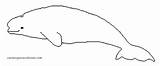 Colorear Beluga Ballenas Coloring Ballena Colorea Printablefreecoloring Divierten Aprenden Juegan sketch template
