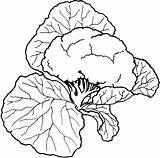 Vegetable Cauliflower Bestcoloringpagesforkids Collard Kleurplaten sketch template