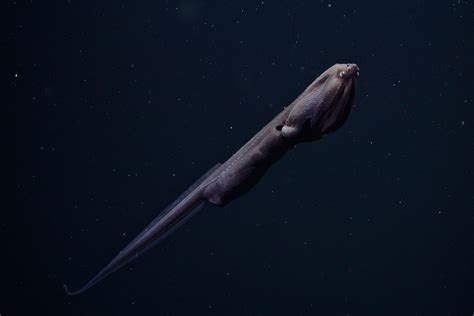 whiptail gulper eel mbari