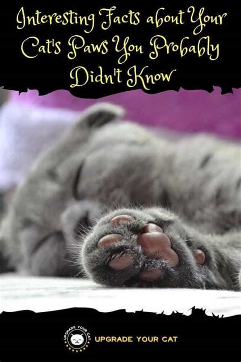 interesting facts about your cat s paws you probably didn t know