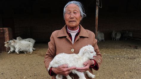 chinese government   blaming goats   drop   human birth rate