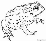 Kleurplaten Kikkers Frogs sketch template