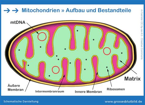 mitochondrien zellen aufbau und bestandteile dr stephan  xxx hot girl