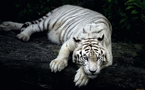 white tiger animal wallpapers hd wallpapers id