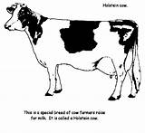 Cow Coloring Printable Pages Colouring Farm Vacas Holstein Cows Colorear Colour Barn Clipart Animals Imprimir Decorar Pintar Funfamilycrafts sketch template
