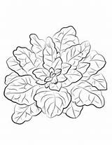 Spinach Coloring Printable Pages Categories sketch template