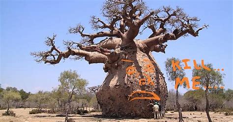 Baobab Tree Imgur