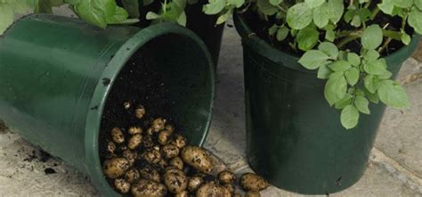 easy   grow loads  potatoes   trash  hg
