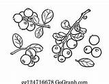 Cowberry Cranberry Bilberry Lingonberry Cranberries sketch template
