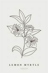 Myrtle Botanicals sketch template