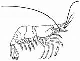 Shrimp Coloring Printable Pages sketch template
