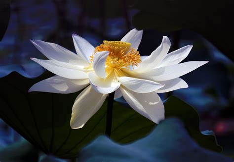 white flower  yellow stamen   center surrounded  water lilies  leaves