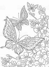 Schmetterling Blumen Sakura Erwachsene Stylized sketch template