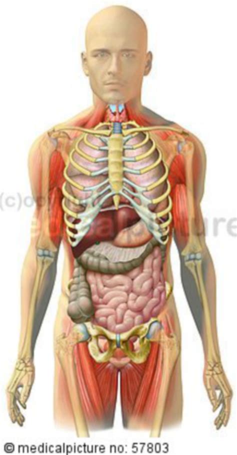 anatomische illustrationen skelett mit brust bauch