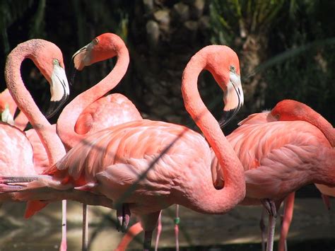 flamingos  photo  freeimages