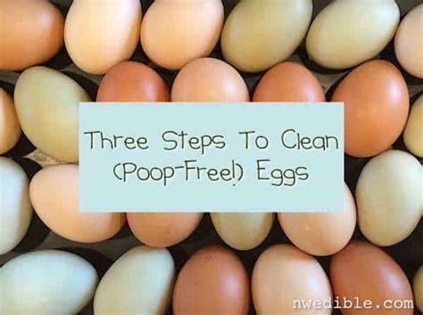 blueridgepetcenter  steps  clean eggs