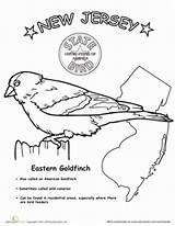 Jersey Bird State Coloring Pages Kids Worksheet Kindergarten Printable Birds Geography Sheets Education Worksheets sketch template